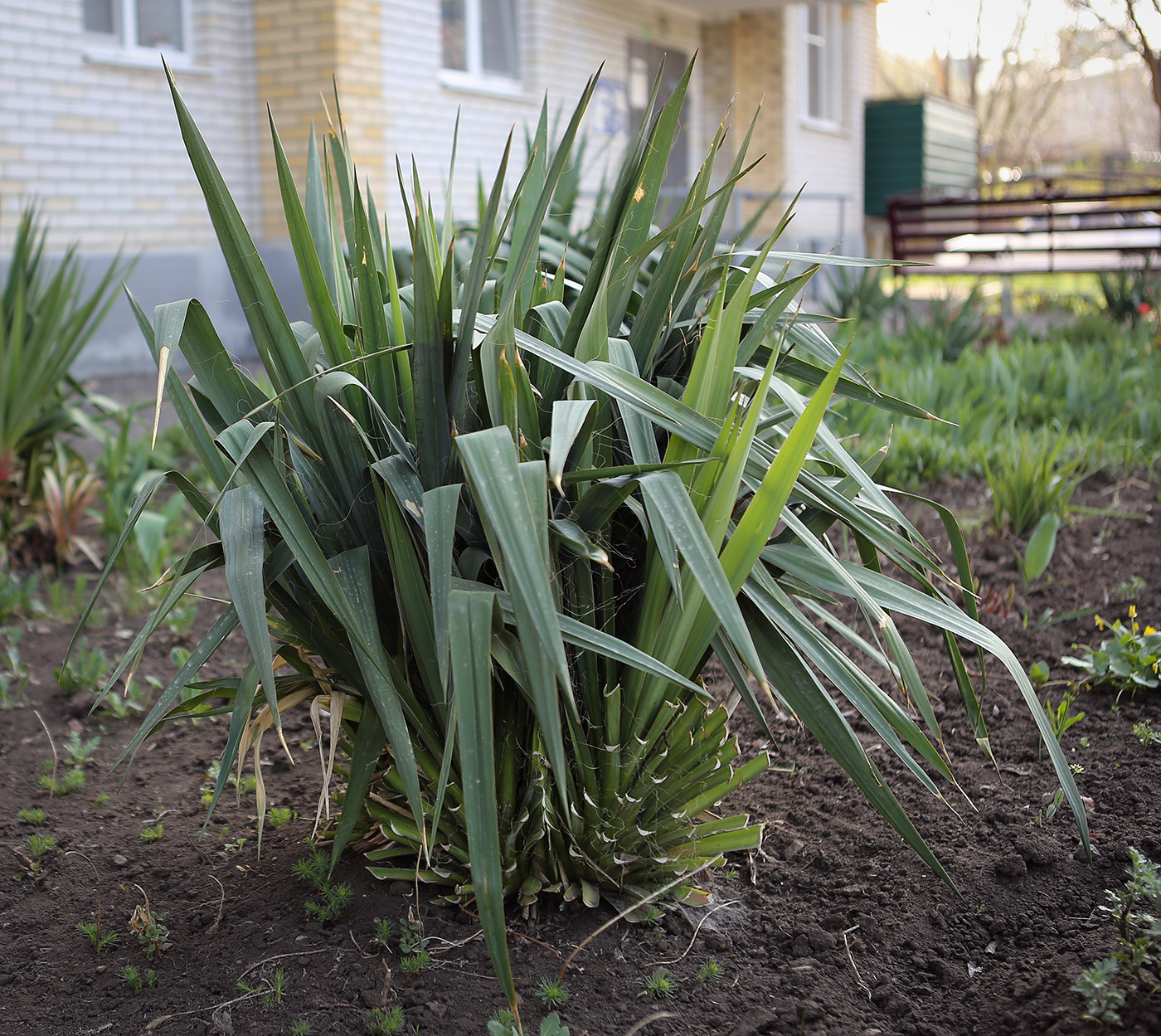 Image of genus Yucca specimen.