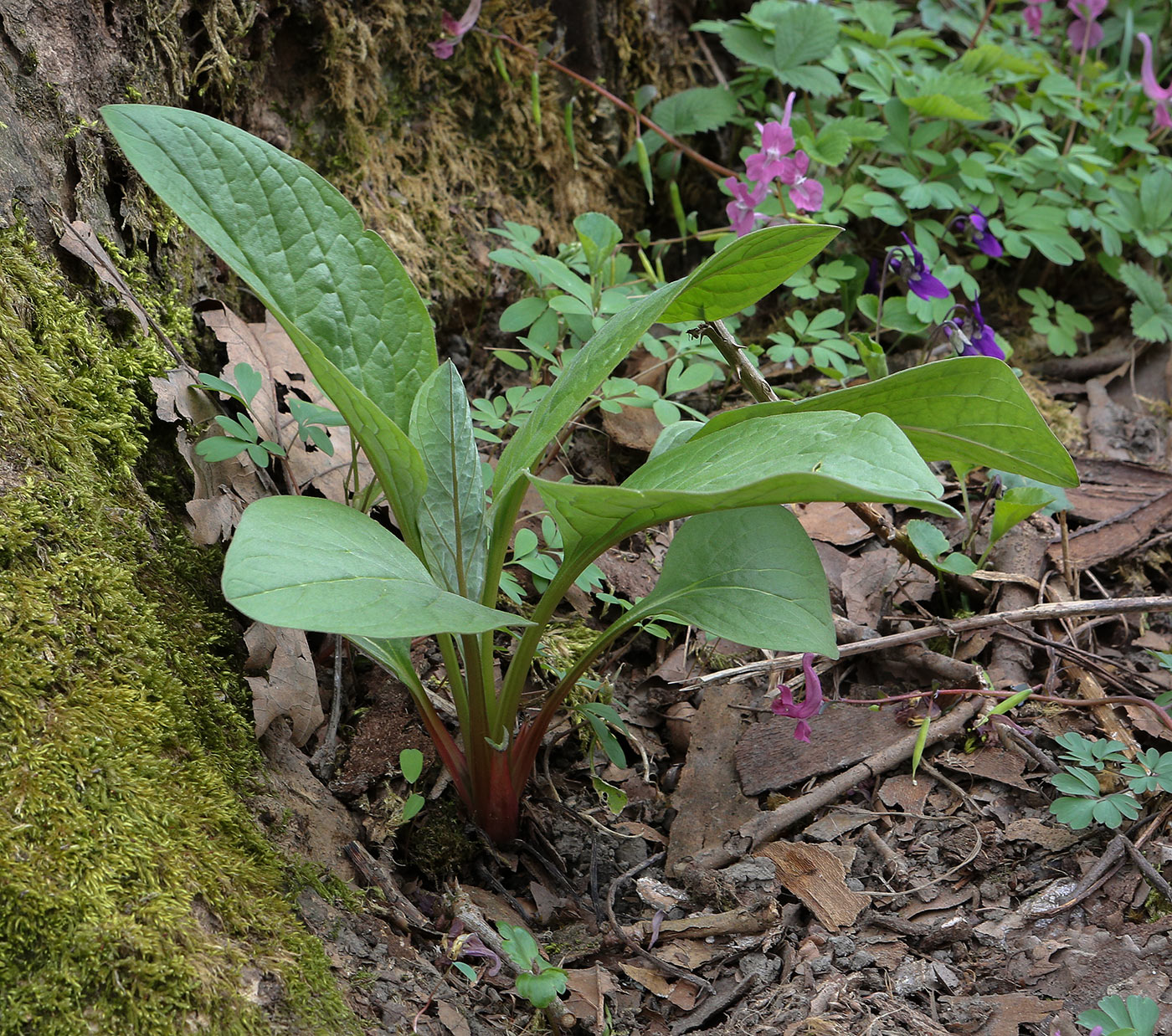 Image of Solenanthus biebersteinii specimen.