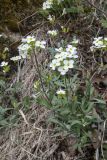 Arabis caucasica