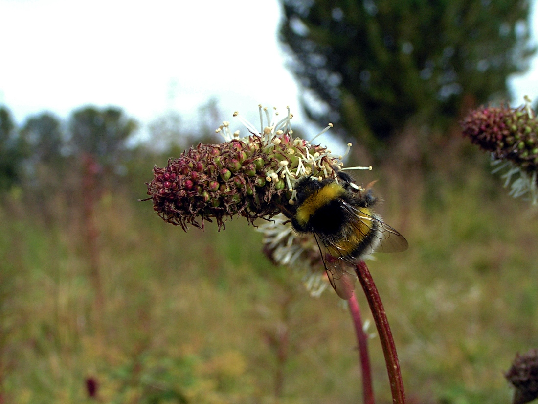 Image of Sanguisorba alpina specimen.