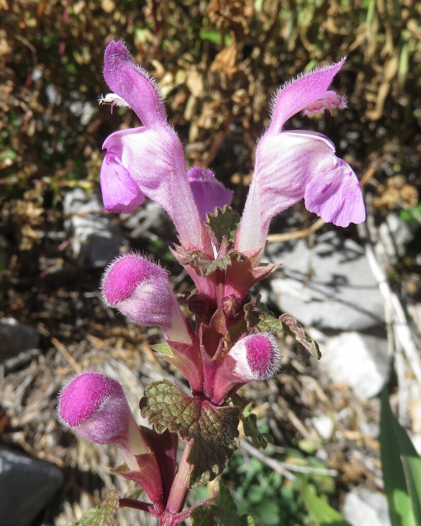 Изображение особи Lamium garganicum.