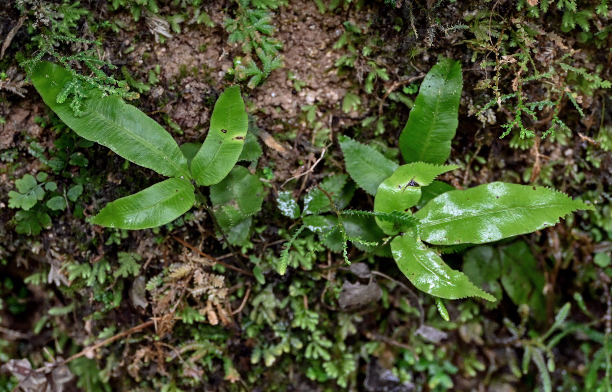 Image of Pteris deltodon specimen.