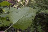 Telekia speciosa
