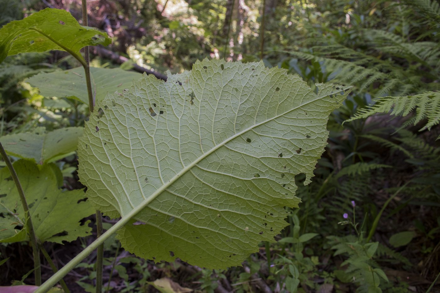 Изображение особи Telekia speciosa.
