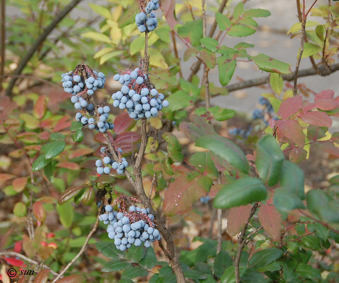 Изображение особи Mahonia aquifolium.