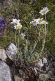 Anthemis carpatica. Цветущее растение с обнажившимися корнями. Испания, Каталония, пров. Жирона, комарка Рипольес, муниципалитет Сеткасес, окр. курорта \"Вальтер 2000\", ≈2200 м н.у.м., каменистый склон вост. экспозиции. 07.07.2024.