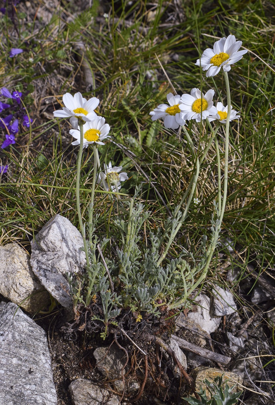 Image of Anthemis carpatica specimen.
