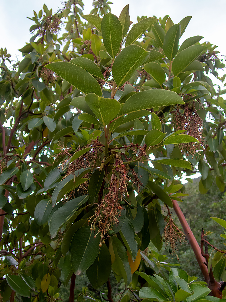 Image of Arbutus andrachne specimen.