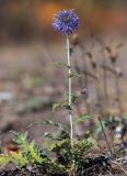 Echinops tataricus