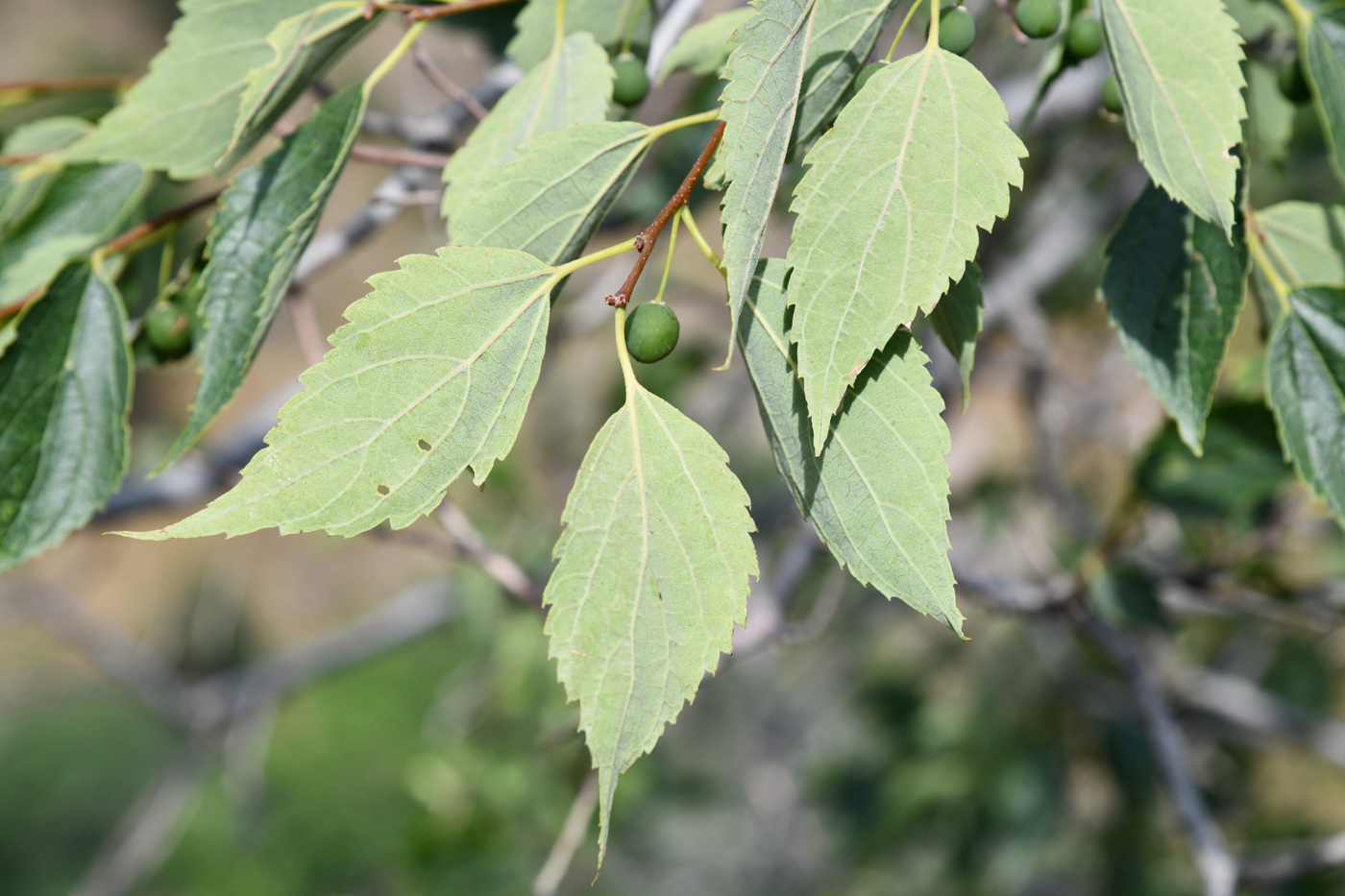 Изображение особи Celtis caucasica.