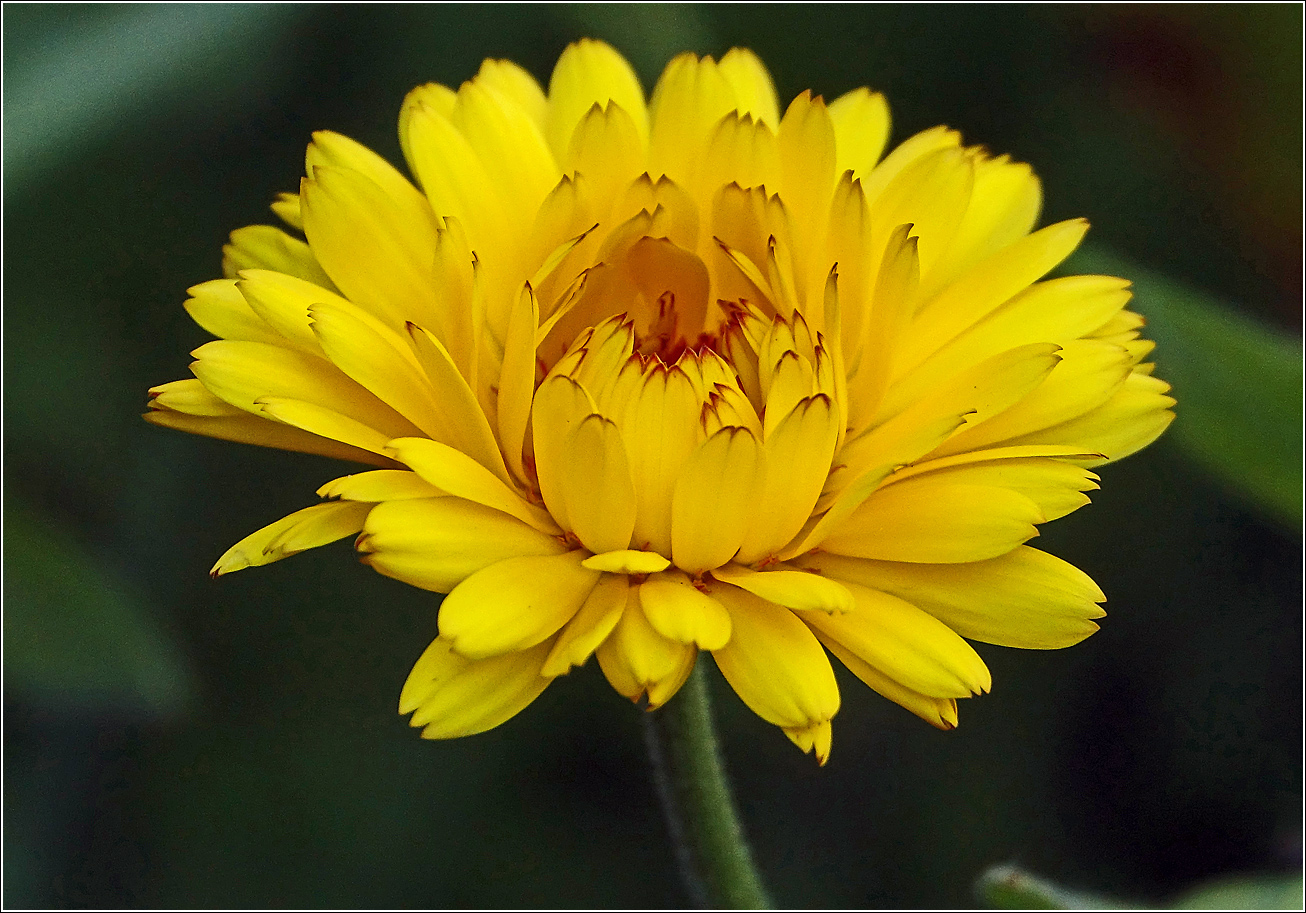 Изображение особи Calendula officinalis.