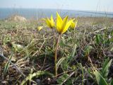 Tulipa australis. Цветущее растение. Крым, Керченский п-ов, Казантипский природный заповедник, склон к Татарской бухте. 09.04.2008.