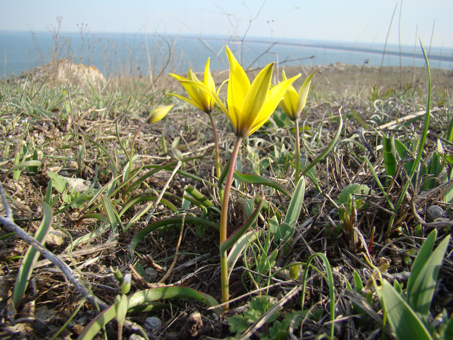 Image of Tulipa australis specimen.