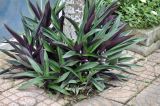Rhoeo spathacea