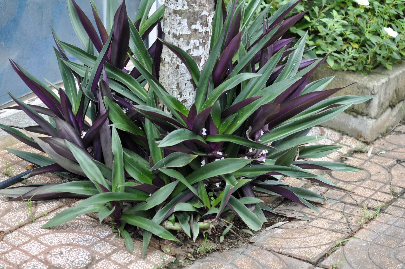 Изображение особи Rhoeo spathacea.
