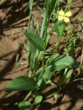 Sinapis arvensis