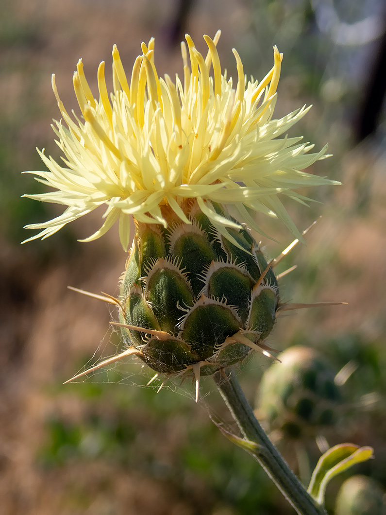 Изображение особи Centaurea salonitana.