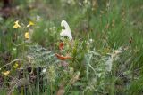 Pedicularis physocalyx
