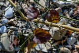 Smilax excelsa