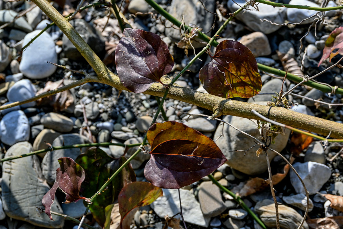 Изображение особи Smilax excelsa.