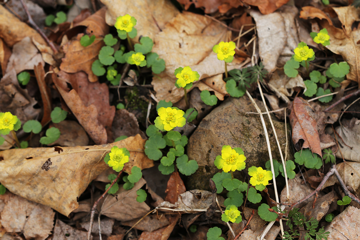 Image of Chrysosplenium sibiricum specimen.
