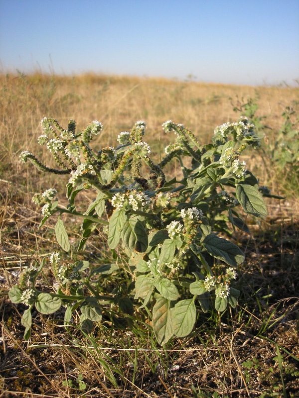 Изображение особи Heliotropium ellipticum.