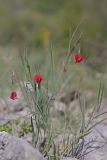 Фото Lathyrus setifolius