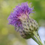 Serratula coronata
