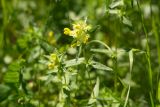 род Rhinanthus