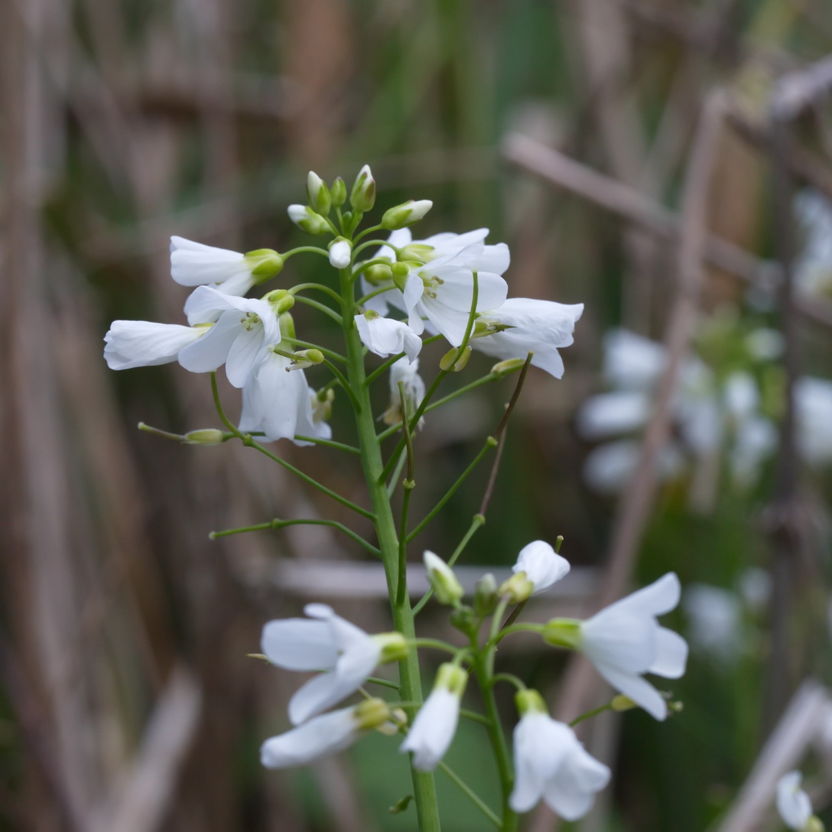 Image of Cardamine tenera specimen.