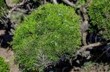 род Juniperus. Верхушка ветви с шишкоягодами. Калининградская обл., г. Калининград, в культуре. 29.06.2025.