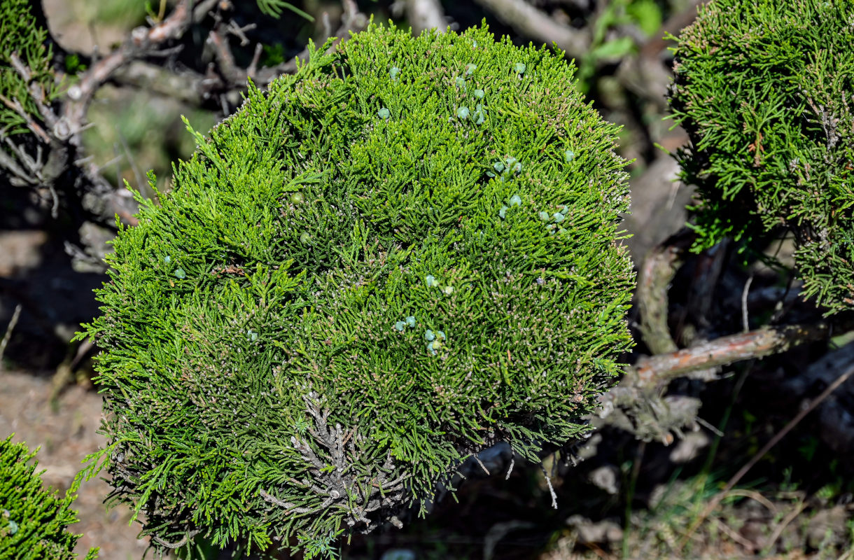 Image of genus Juniperus specimen.