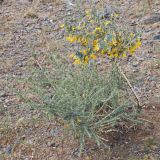 Caragana pygmaea