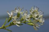 Смотреть изображение Silene foliosa