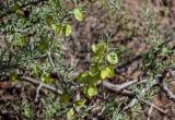Zygophyllum xanthoxylum