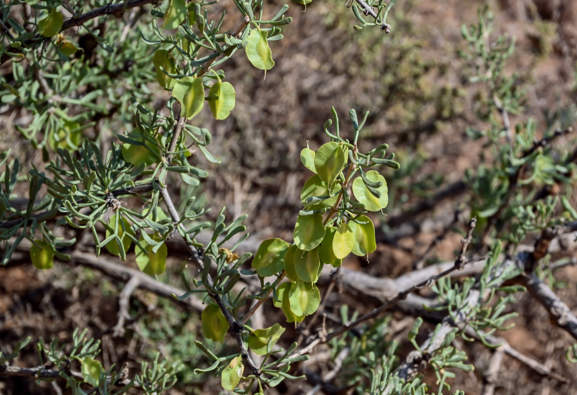 Image of Zygophyllum xanthoxylum specimen.