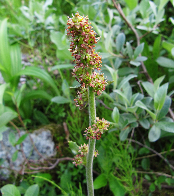 Image of Micranthes hieraciifolia specimen.