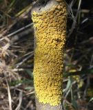 Xanthoria parietina