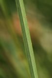 Sieglingia decumbens