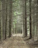 Picea abies. Посадка средневозрастных растений. Ульяновская обл., окр. г. Димитровград, дол. р. Б. Черемшан. 10.05.2024.