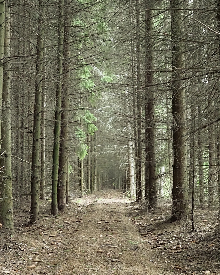 Image of Picea abies specimen.