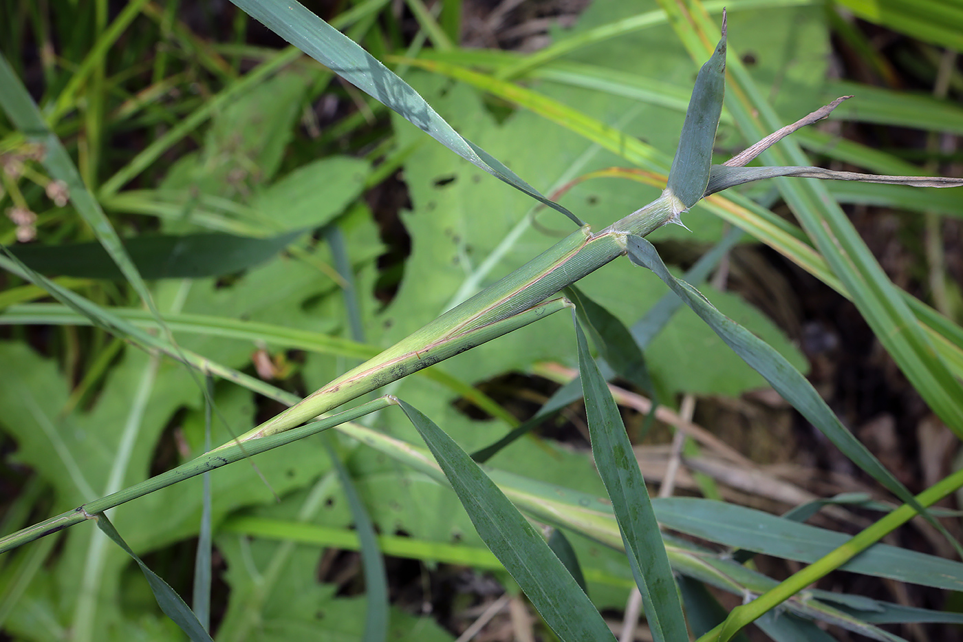Изображение особи Phragmites australis.