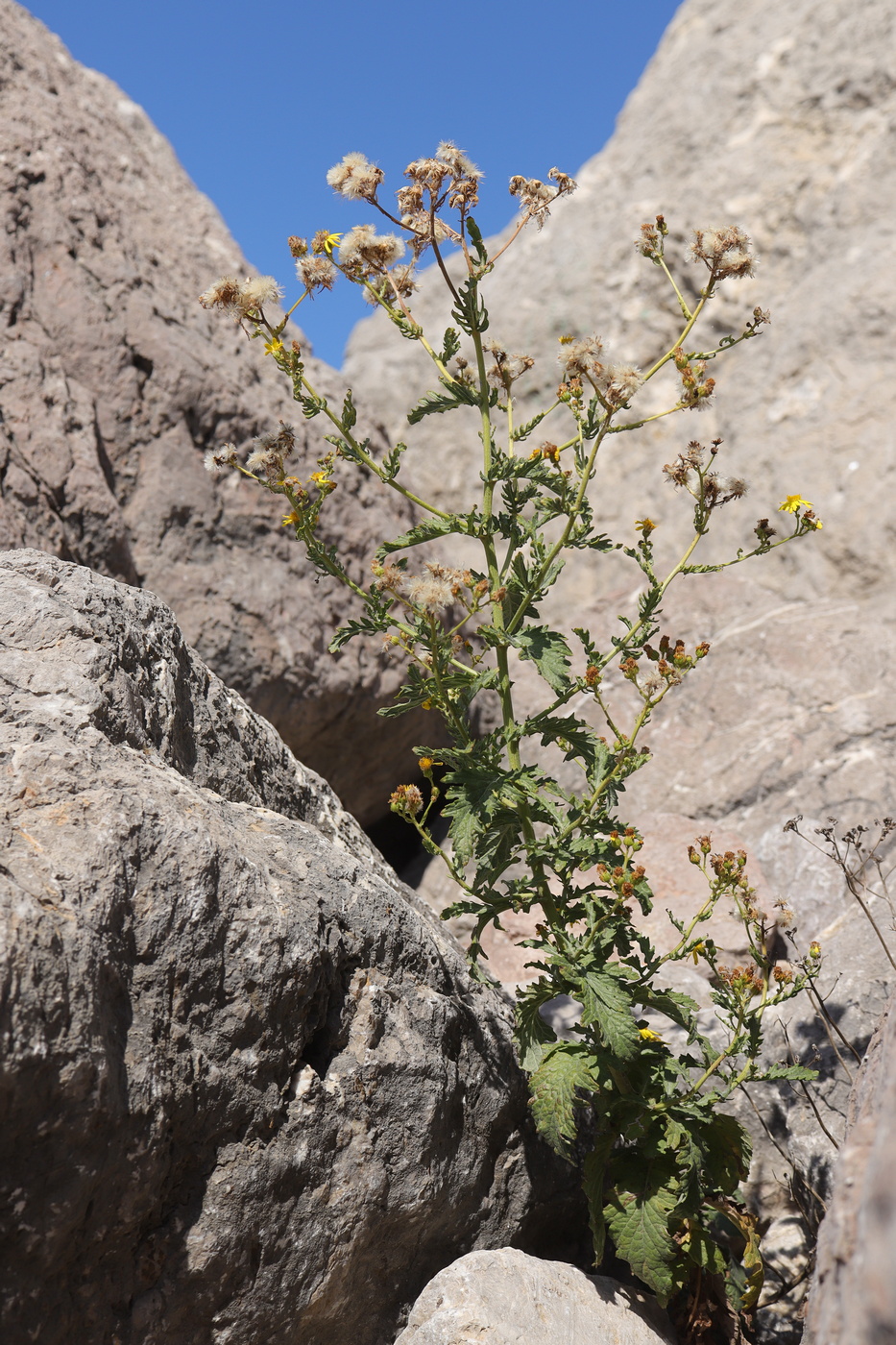 Изображение особи Senecio grandidentatus.