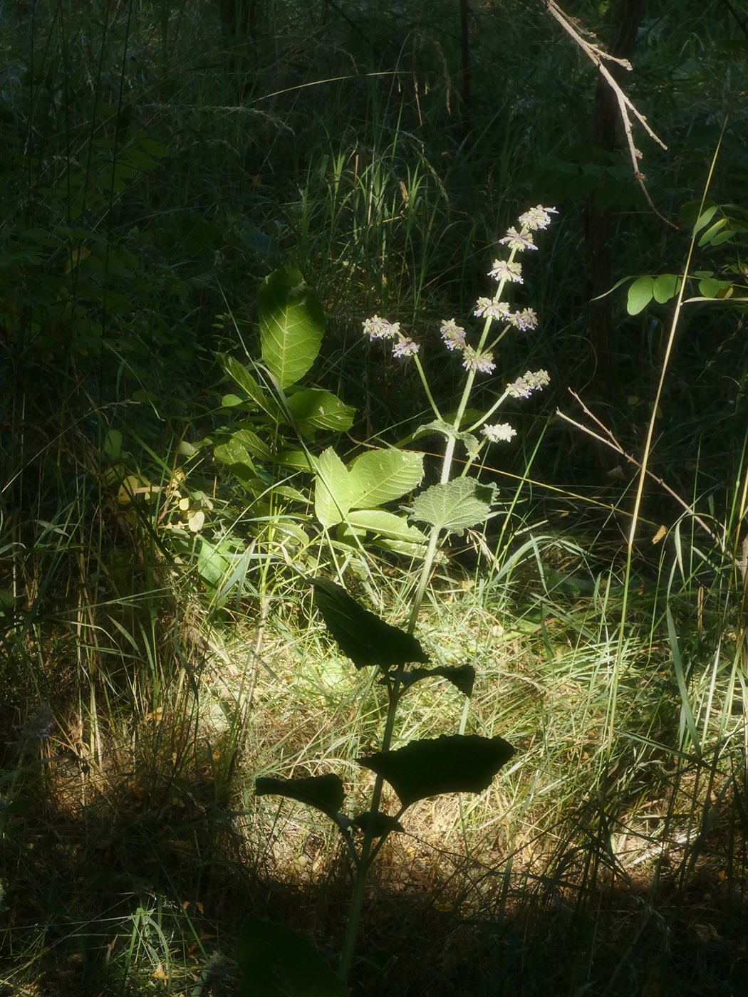 Image of Salvia verticillata specimen.
