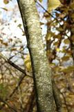 Fagus sylvatica. Часть ствола (диаметр - ок. 7 см), покрытого талломами лишайников. Санкт-Петербург, Дудергофские высоты, широколиственный лес. 18.10.2025.