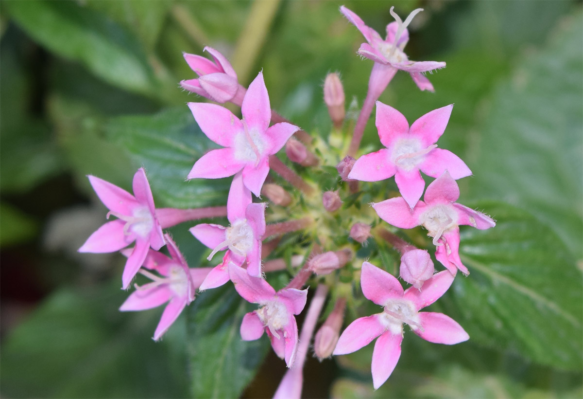 Image of Pentas lanceolata specimen.