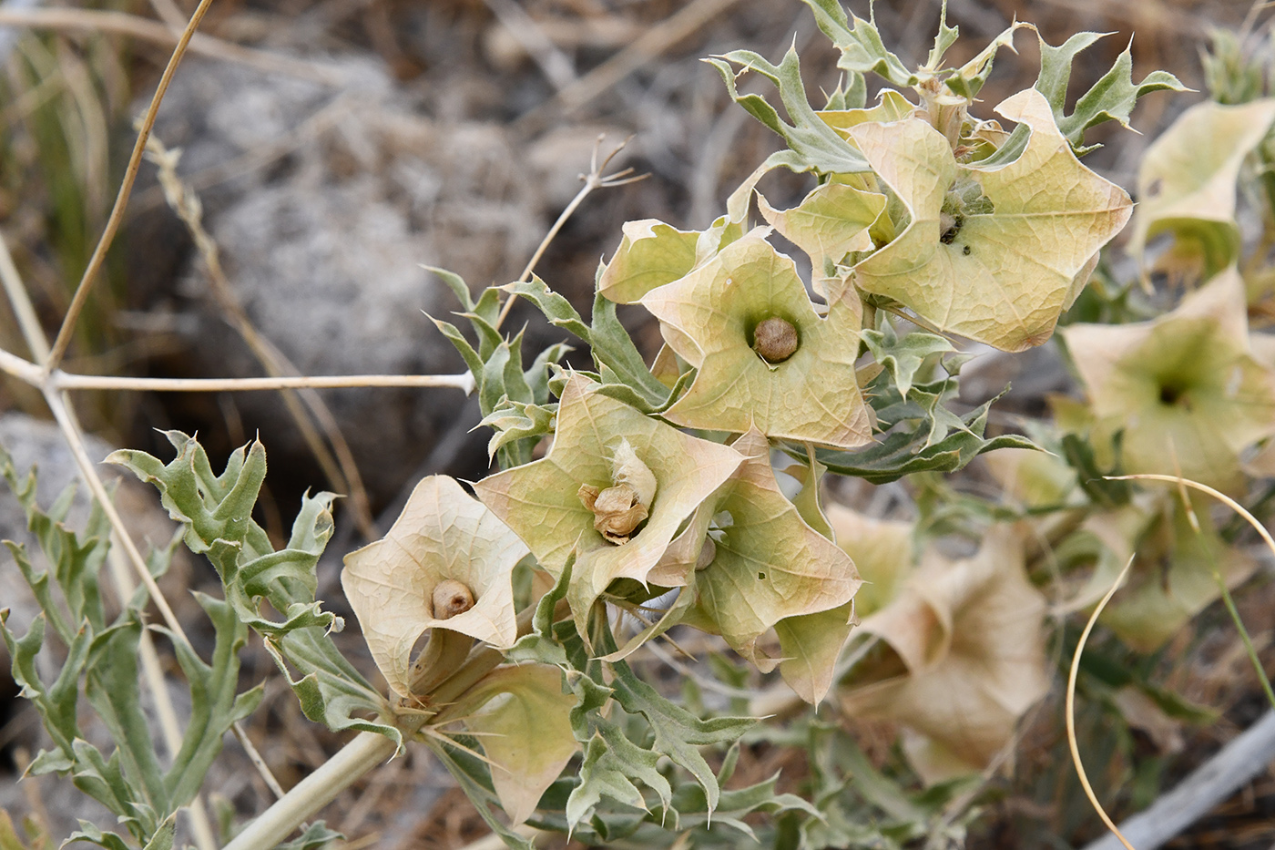 Image of Lagochilus platycalyx specimen.