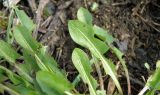 Taraxacum dahlstedtii