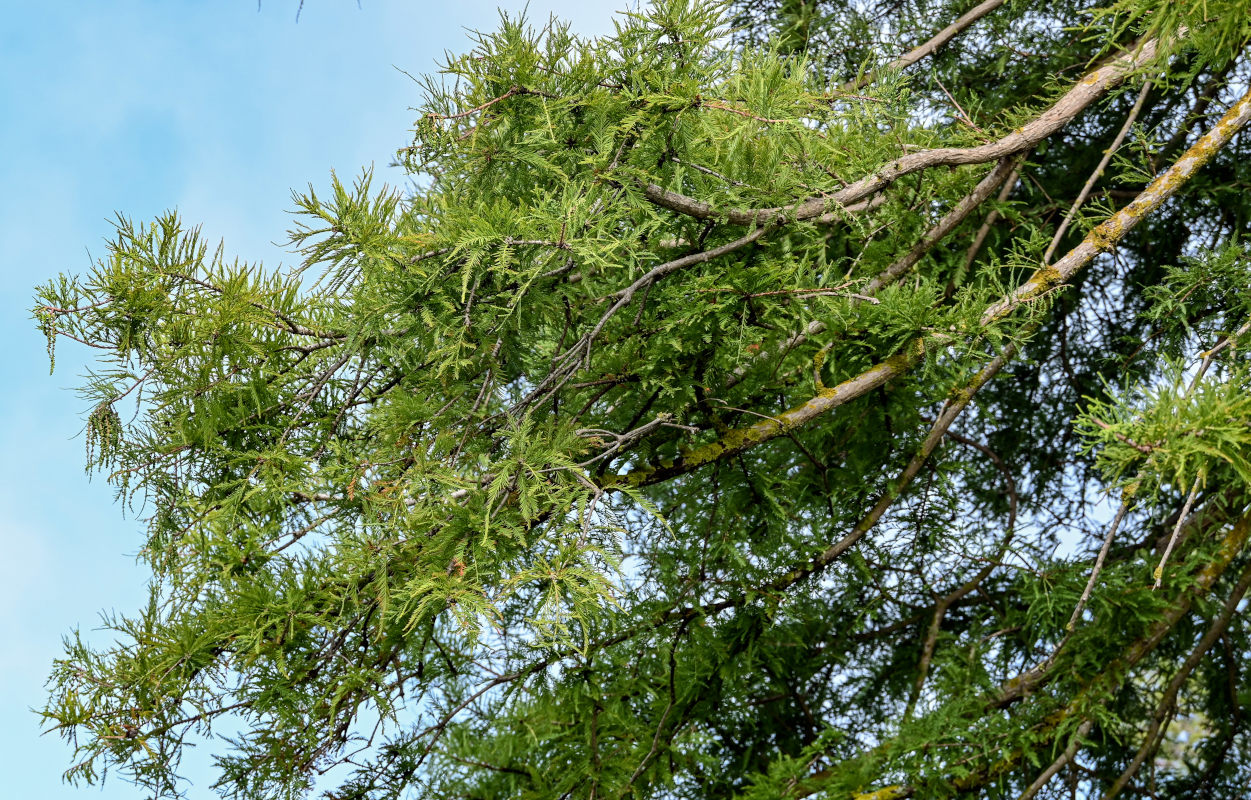 Image of Taxodium distichum specimen.