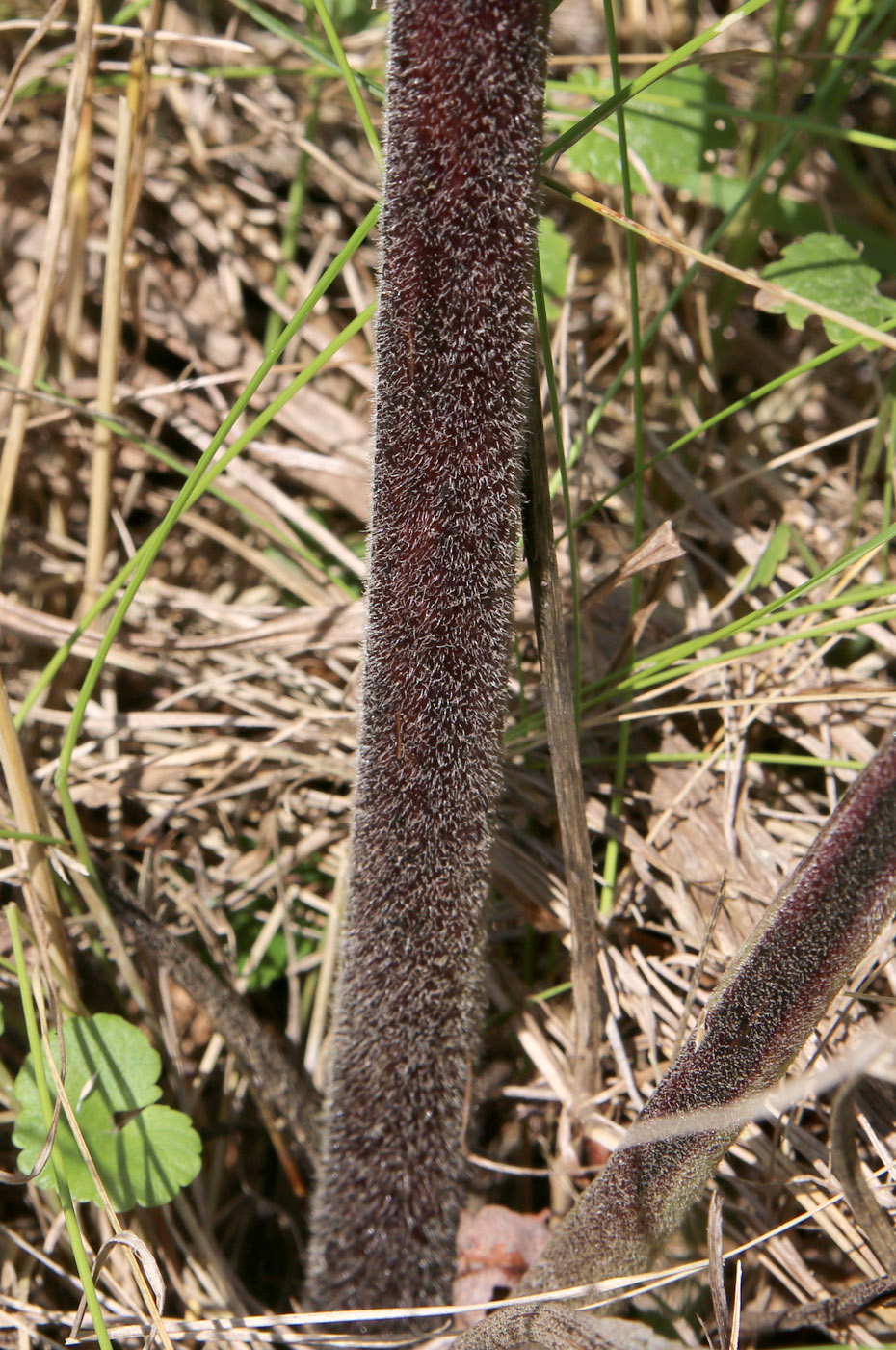 Image of Inula helenium specimen.